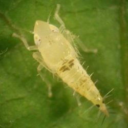 A szőlő aranyszínű sárgaság betegség (Flavescence dorée) elleni védekezés fertőzött ültetvényekben a betegség továbbterjedésének megakadályozására