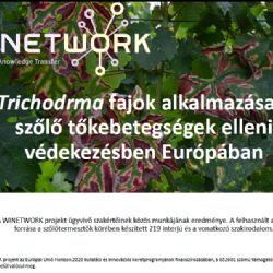Winetwork project - Trichodrma fajok alkalmazása a szőlő tőkebetegségek elleni védekezésben Európában (PPT)