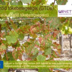 A szőlő tőkebetegségei (GTDs) - #1 szekció